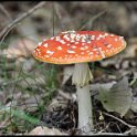 DSC_0002 copie
